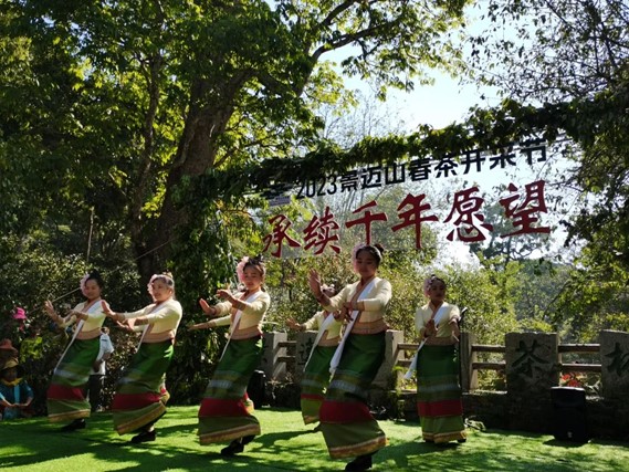 景邁山古茶林春茶開采 瀾滄縣融媒體中心.jpg