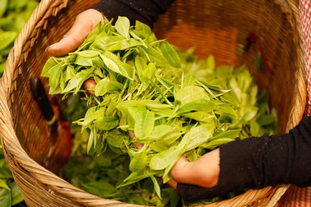 采摘下的春茶嫩芽 周思雨攝.jpg