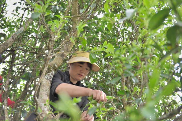 3采古樹茶 (3).jpg