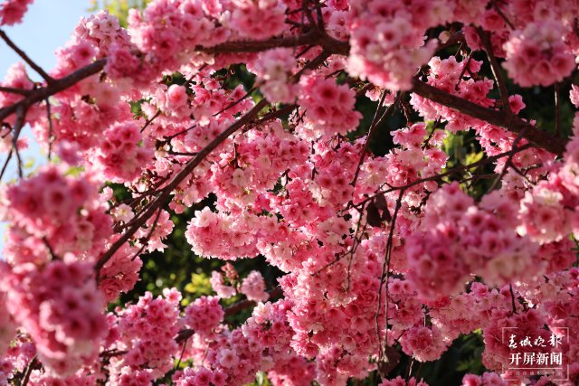 一大波美圖！在雞足山小鎮(zhèn)，風(fēng)中靜聽(tīng)櫻花綻放的聲音！ (15).JPG