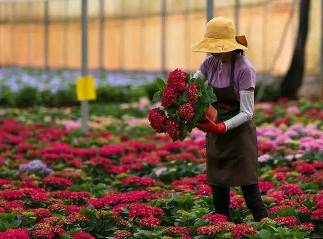 云花（圖源 新華社）