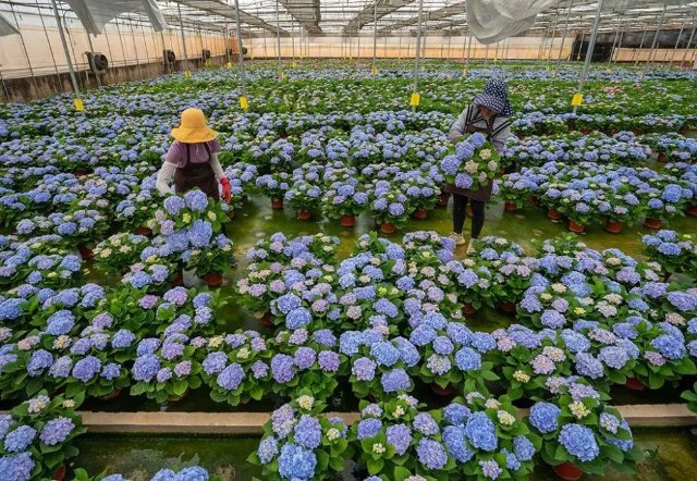 云花（圖源 新華社）