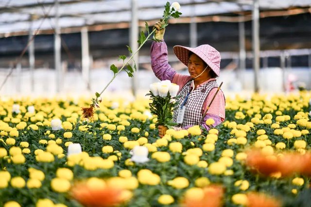 云花（圖源 新華社）
