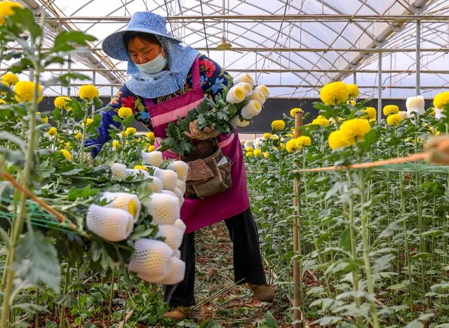 云花（圖源 新華社）