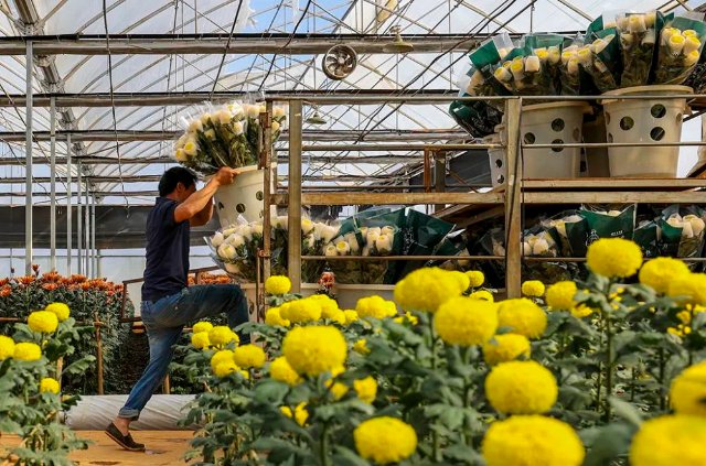 云花（圖源 新華社）