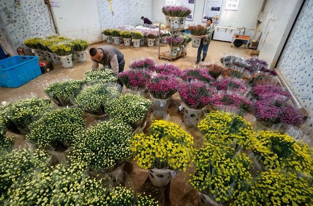 云花（圖源 新華社）