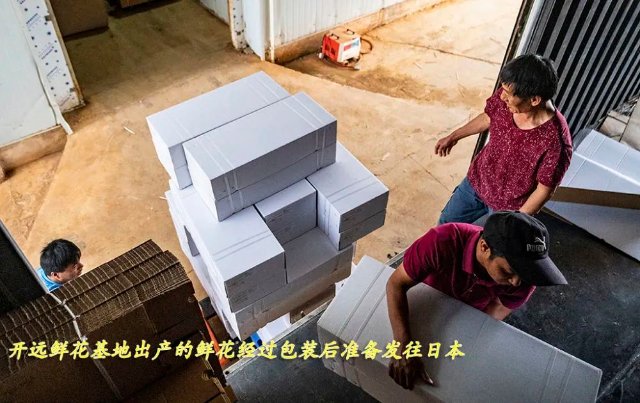 云花（圖源 新華社）