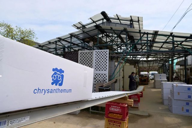 云花（圖源 新華社）