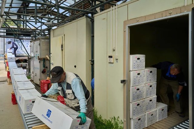 云花（圖源 新華社）