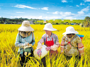 科研人員在田間開展工作。 省農科院糧食作物研究所供圖 