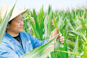 工作人員查看玉米長勢。 北玉種子供圖