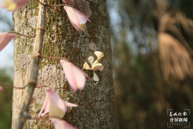 蘭花螳螂偽裝成花朵隱匿在石斛花之間 陶平 攝 (3).JPG