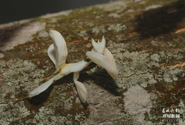 蘭花螳螂停留在樹(shù)干上 馬麗芳 攝 (3).jpg