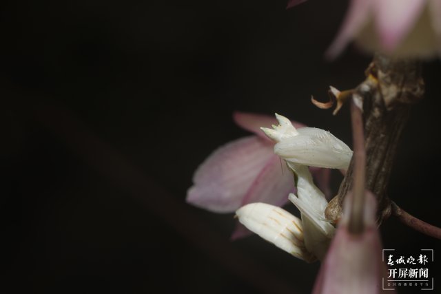 偽裝成花朵隱匿在石斛花間的蘭花螳螂 馬麗芳 攝 (1).jpg