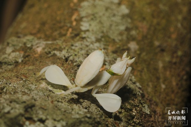 蘭花螳螂停留在樹(shù)干上 馬麗芳 攝 (5).jpg