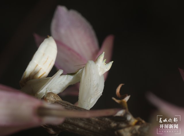 偽裝成花朵隱匿在石斛花間的蘭花螳螂 馬麗芳 攝 (2).jpg
