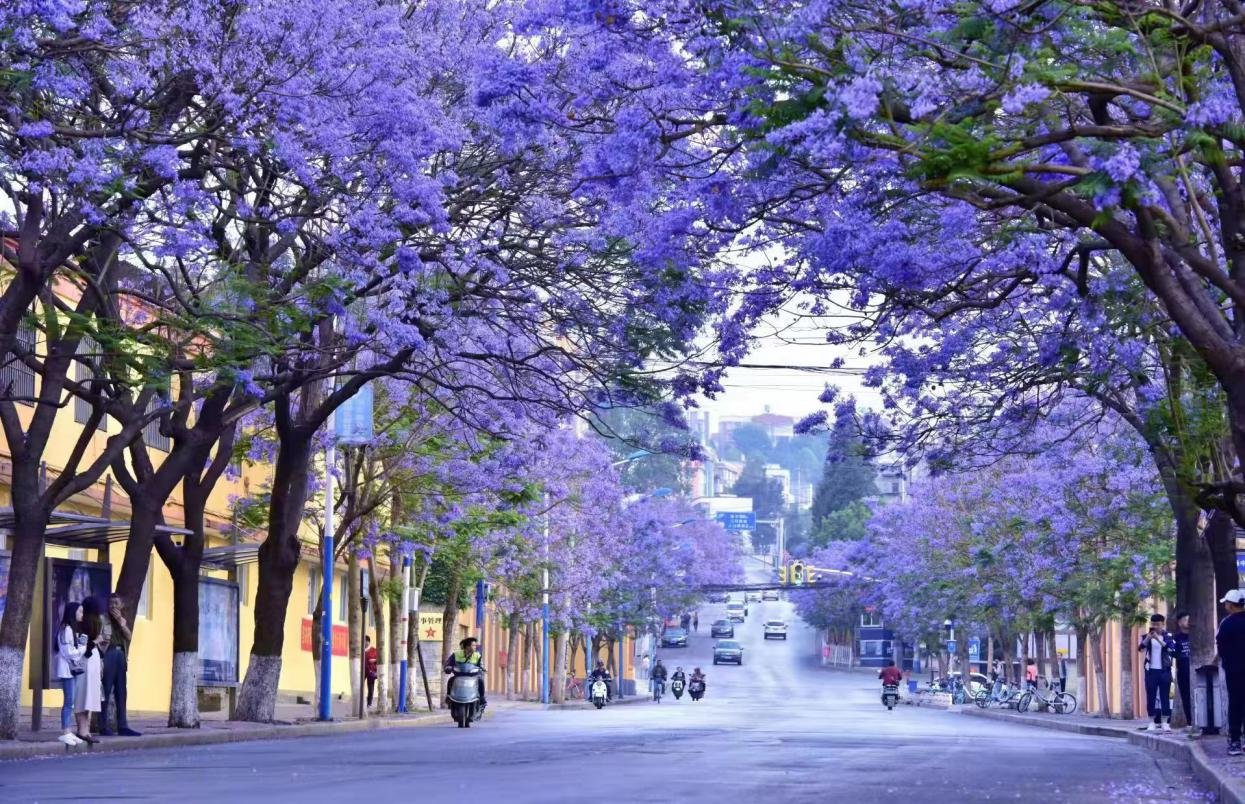 蓮華街道教場中路藍(lán)花楹晨景 蓮華街道教場中路藍(lán)花楹晨景