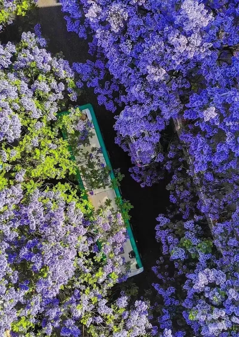 蓮華街道教場中路藍(lán)花楹街景 蓮華街道教場中路藍(lán)花楹街景