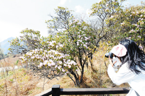 轎子山170多種杜鵑花競(jìng)相開放。