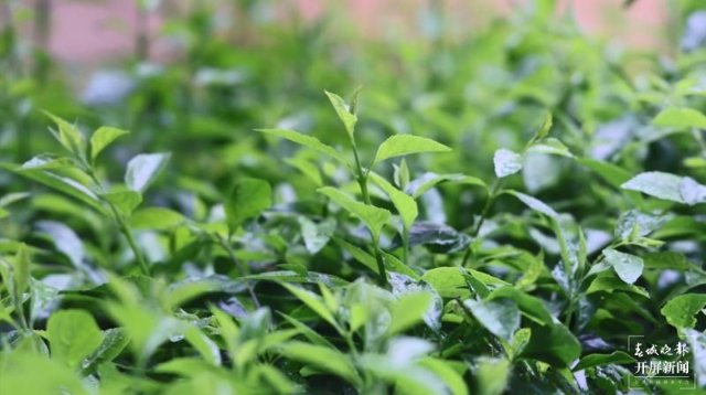 綠春春常綠 | 春雨如約而至 綠春大地草木靈動