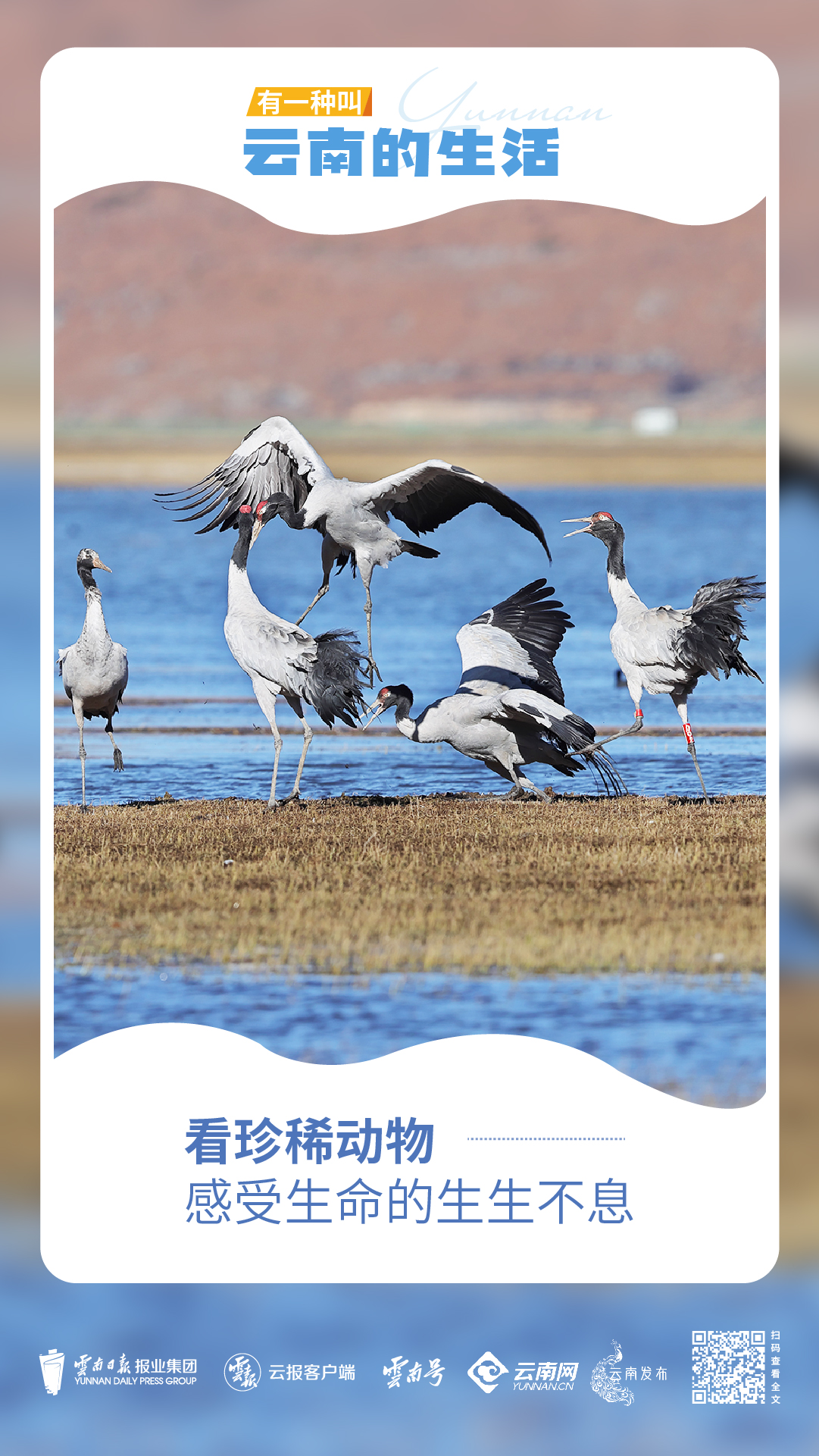 走進迪慶_畫板 1 副本 2.jpg 走進迪慶_畫板 1 副本 2.jpg