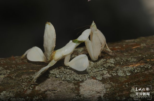 蘭花螳螂停留在樹干上 馬麗芳 攝 (4).jpg