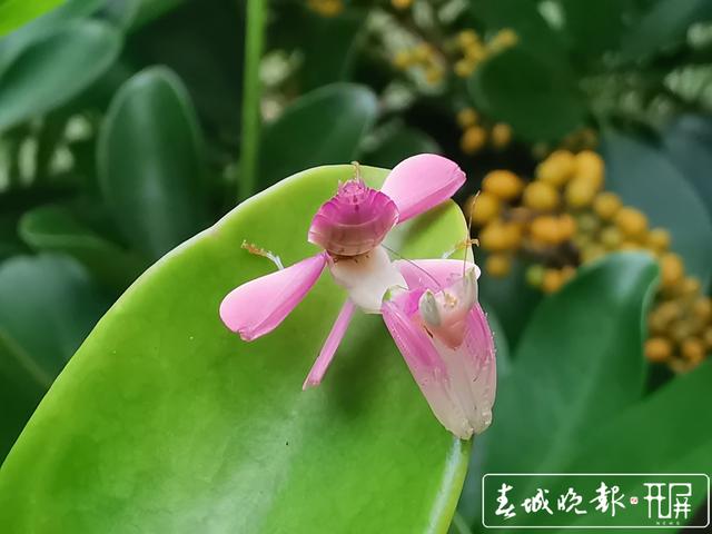 昆蟲皇后：蘭花螳螂