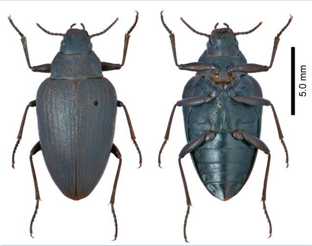 ▲大衛(wèi)兩棲甲 通訊員 王吉申 攝.png