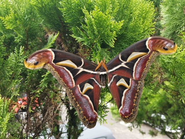 ▲冬青大蠶蛾 通訊員 陳映照 攝.jpg