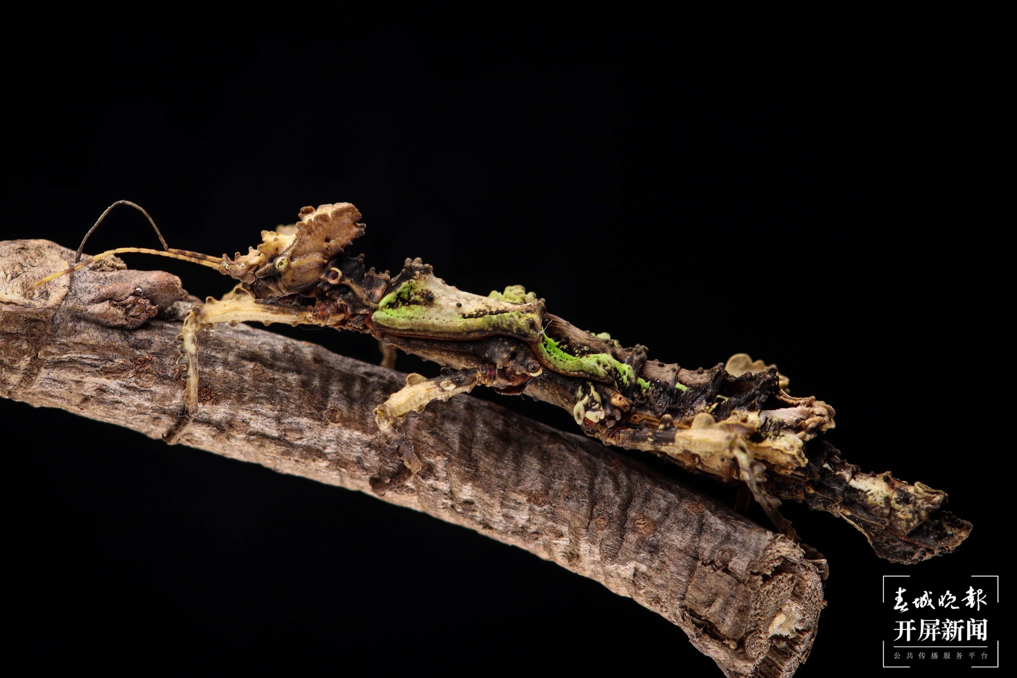 云南馬關(guān)發(fā)現(xiàn)新物種古林箐瘤?（通訊員 廖沛霖 攝）