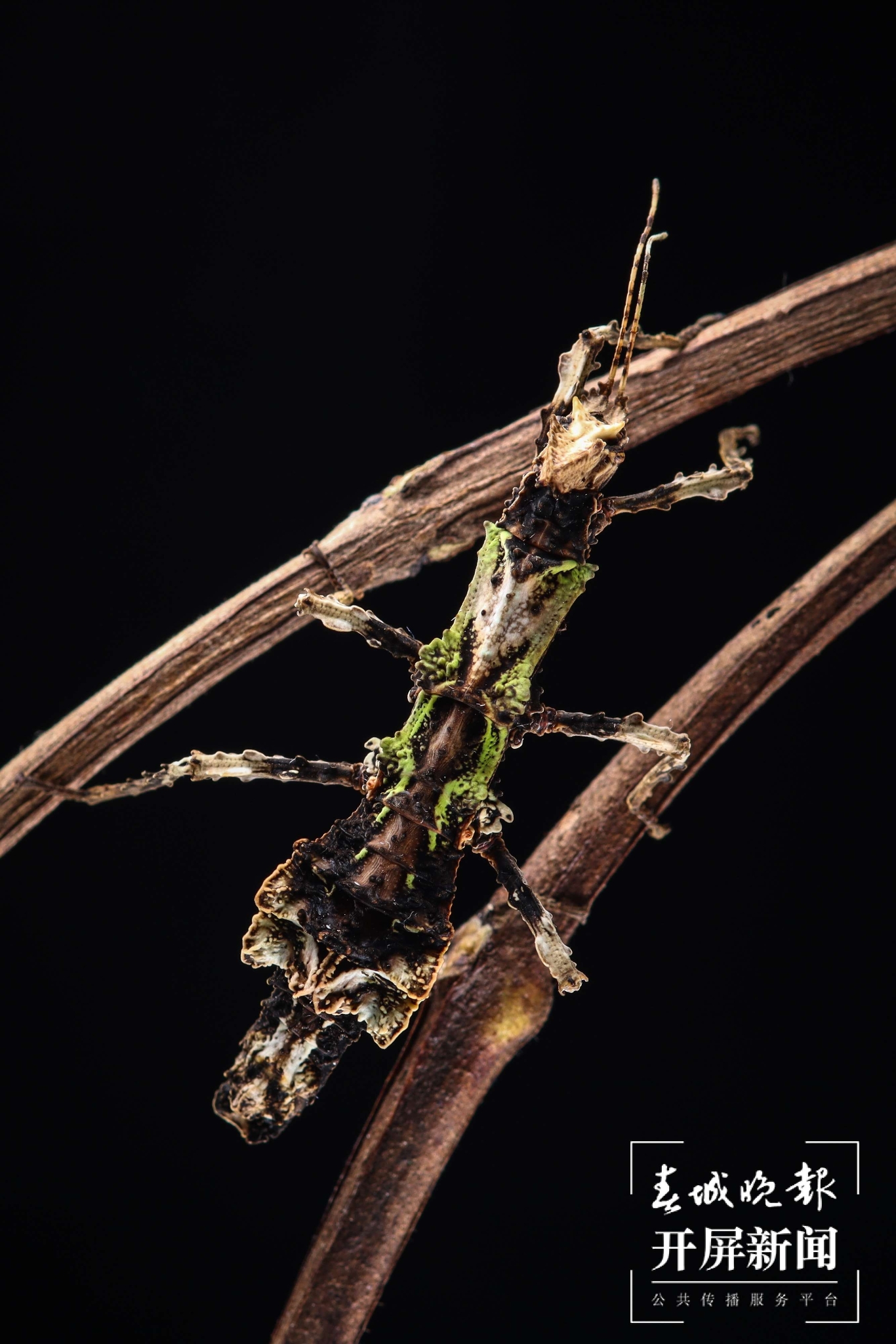 云南馬關(guān)發(fā)現(xiàn)新物種古林箐瘤?（通訊員 廖沛霖 攝）