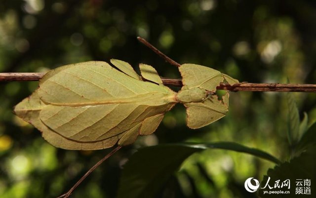 該滇葉?的灰白色背面。（陶平 攝）.jpg