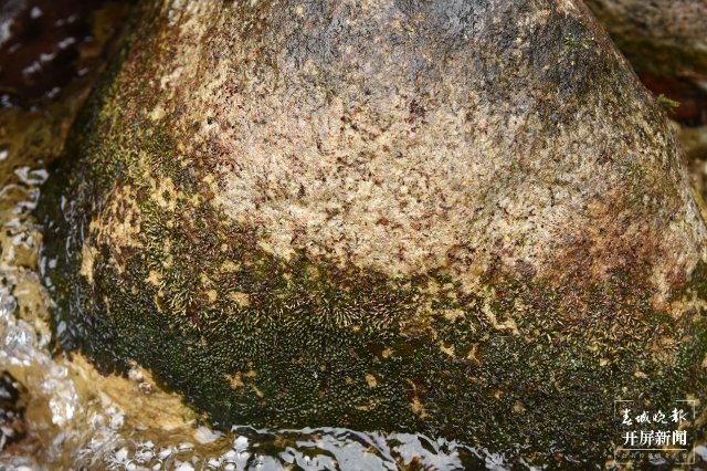 水苔花的花常常會隨著水位的下降依次開花 （攝影：陳俊通）.jpg