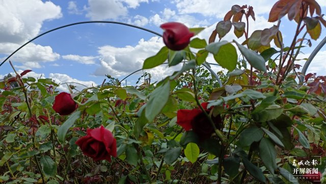 24小時(shí)逛吃玉溪(李春麗 攝影報(bào)道)