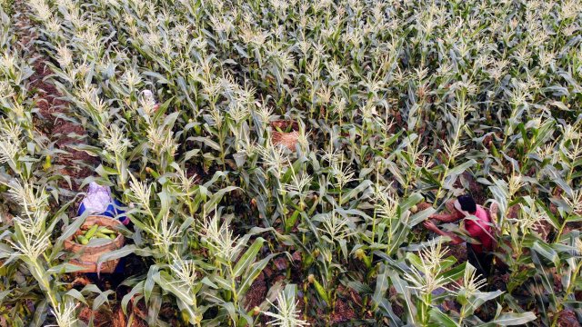 農(nóng)戶采摘玉米 李亞潔拍攝_.jpg