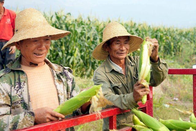 農(nóng)戶采摘玉米 肖丹紅拍攝.jpg