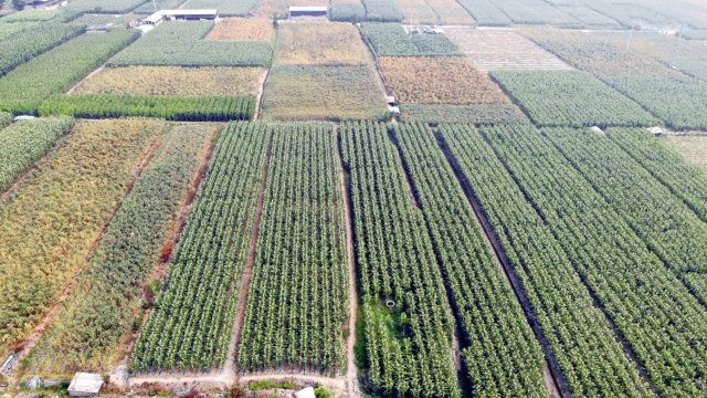 灣甸鄉(xiāng)玉米地 李亞潔拍攝.jpg