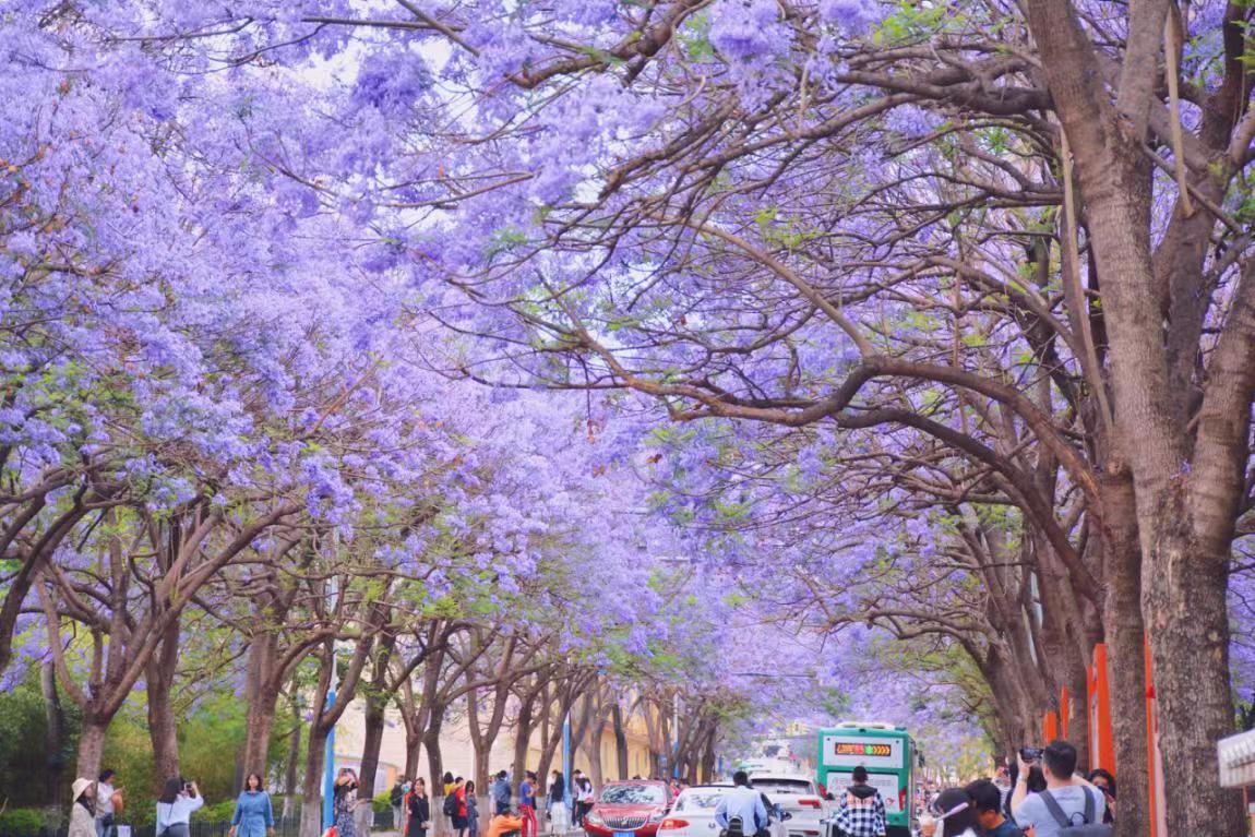 五一去哪兒玩？來(lái)教場(chǎng)中路打卡藍(lán)花楹吧！