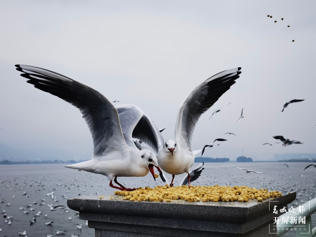 昆明今年究竟有多少“遠(yuǎn)方來(lái)客”？本周末，一起來(lái)圍觀海鷗統(tǒng)計(jì)吧?。ㄩ_(kāi)屏新聞?dòng)浾?左學(xué)佳 攝）
