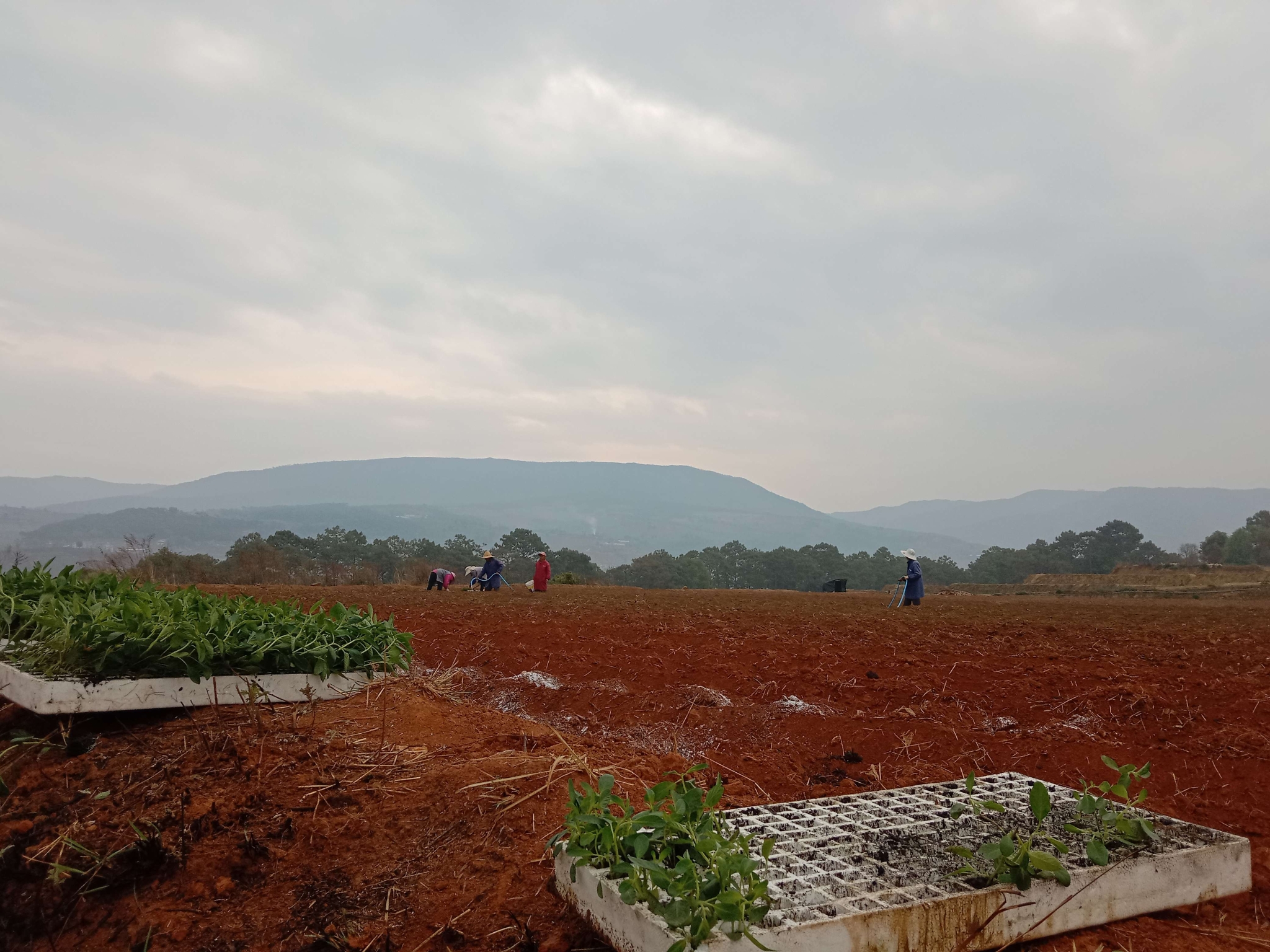 播種甜蜜果 古城街道人參果移栽忙