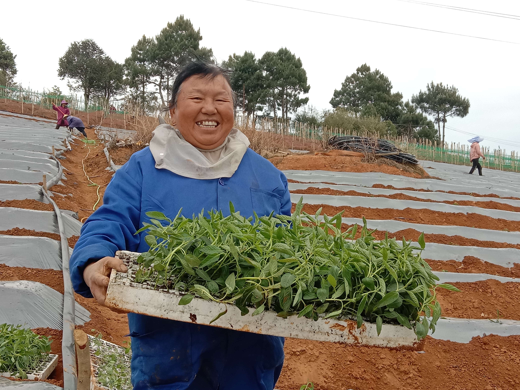 播種甜蜜果 古城街道人參果移栽忙