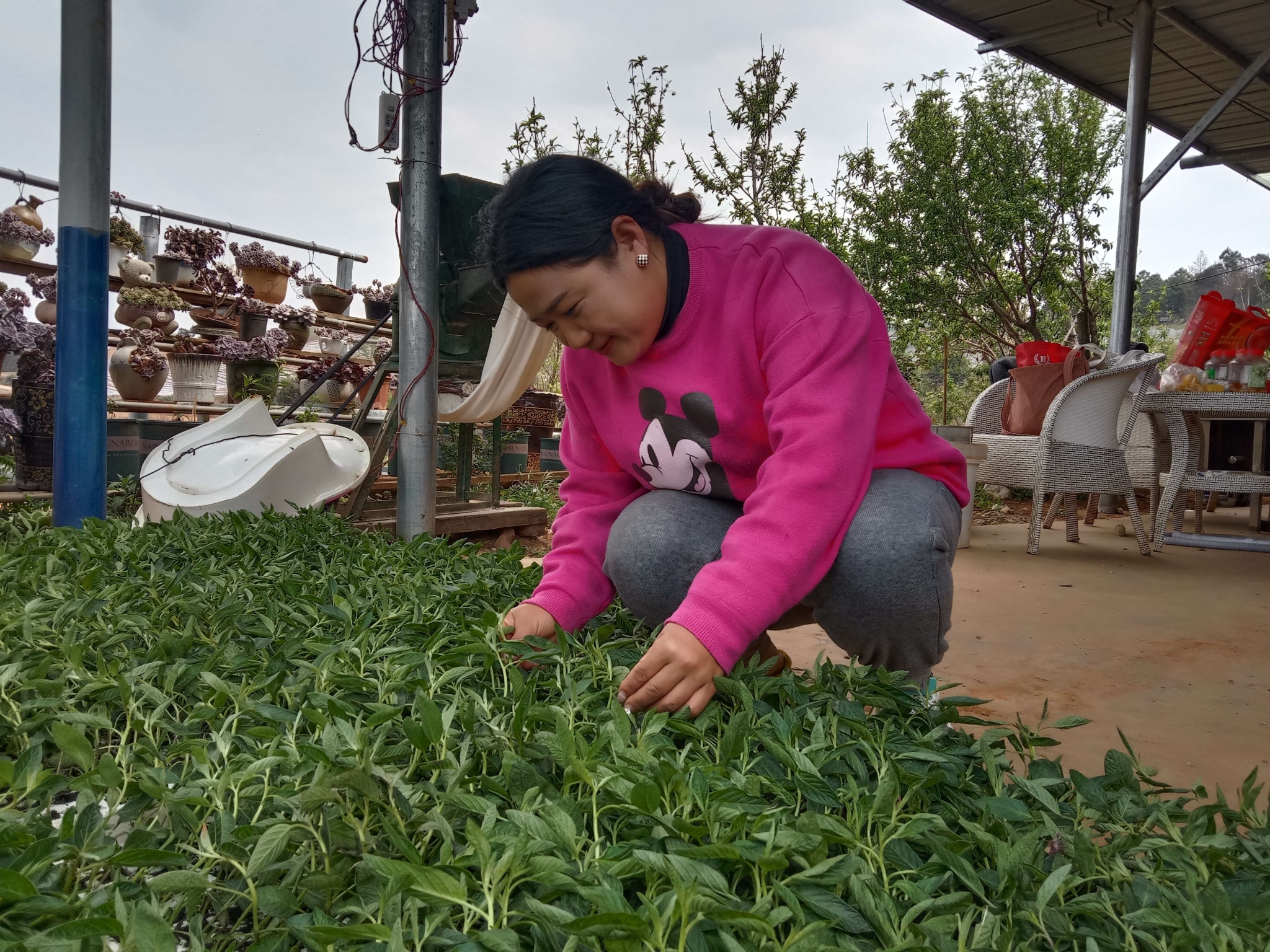 播種甜蜜果 古城街道人參果移栽忙