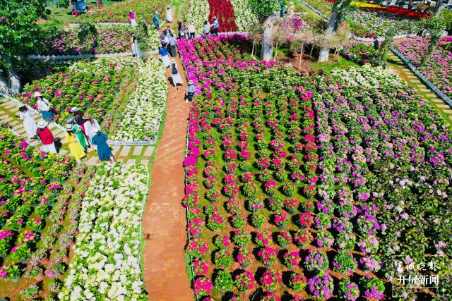昆明海埂公園旁超10畝繡球花海已盛開