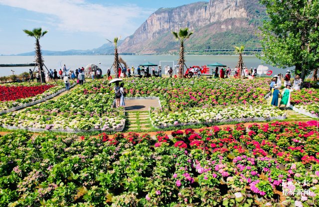 昆明海埂公園旁超10畝繡球花海已盛開