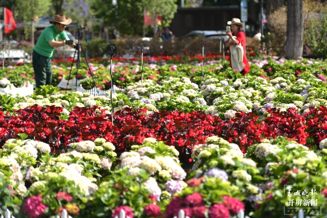昆明海埂公園旁超10畝繡球花海已盛開