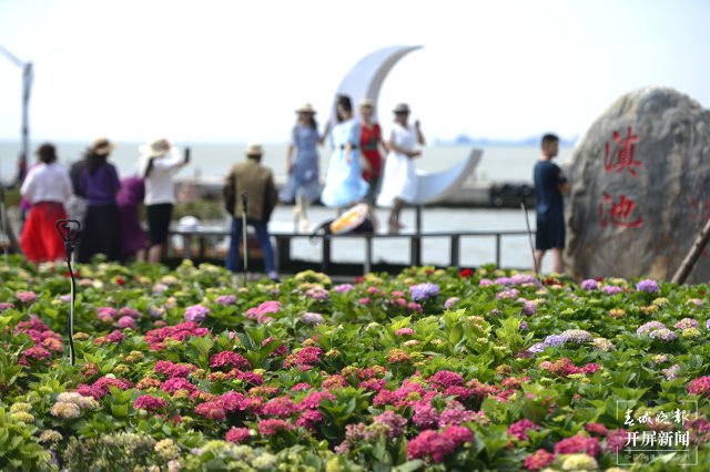 昆明海埂公園10畝繡球花海已盛開(龍宇丹 攝)