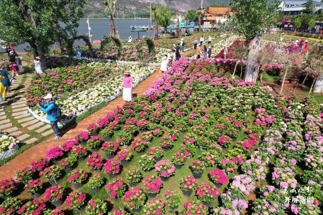 昆明海埂公園旁超10畝繡球花海已盛開