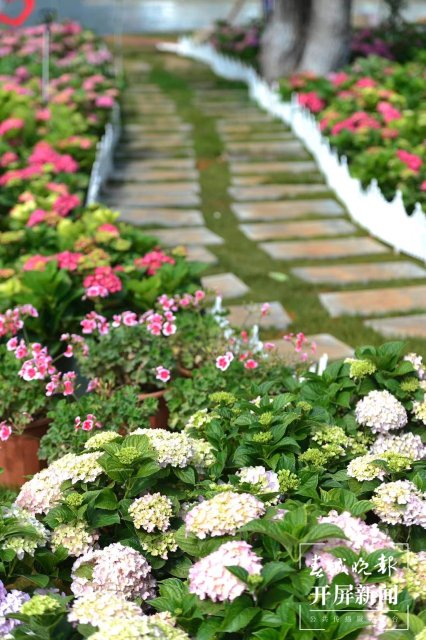 昆明海埂公園10畝繡球花海已盛開(龍宇丹 攝)