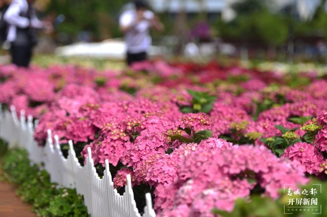 昆明海埂公園旁超10畝繡球花海已盛開