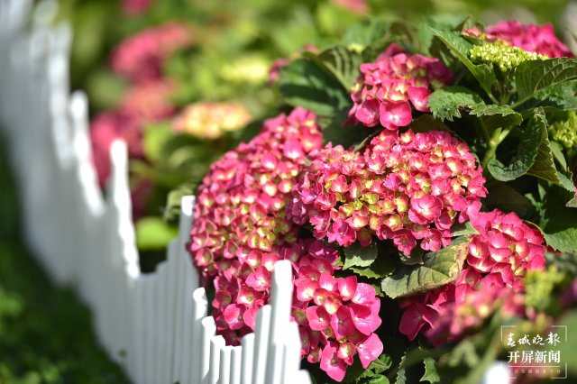 昆明海埂公園旁超10畝繡球花海已盛開